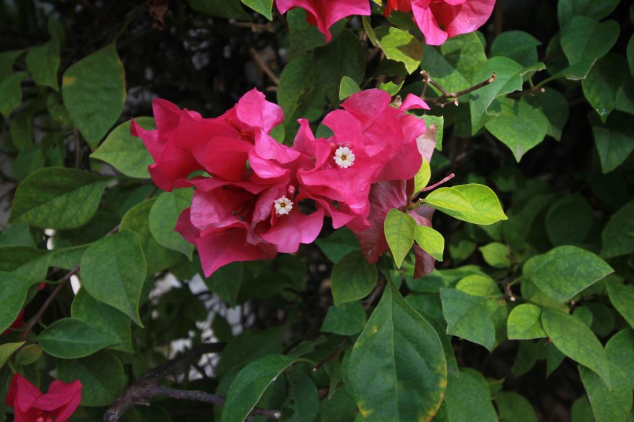 Hotel Bugambilias Ticul 外观 照片